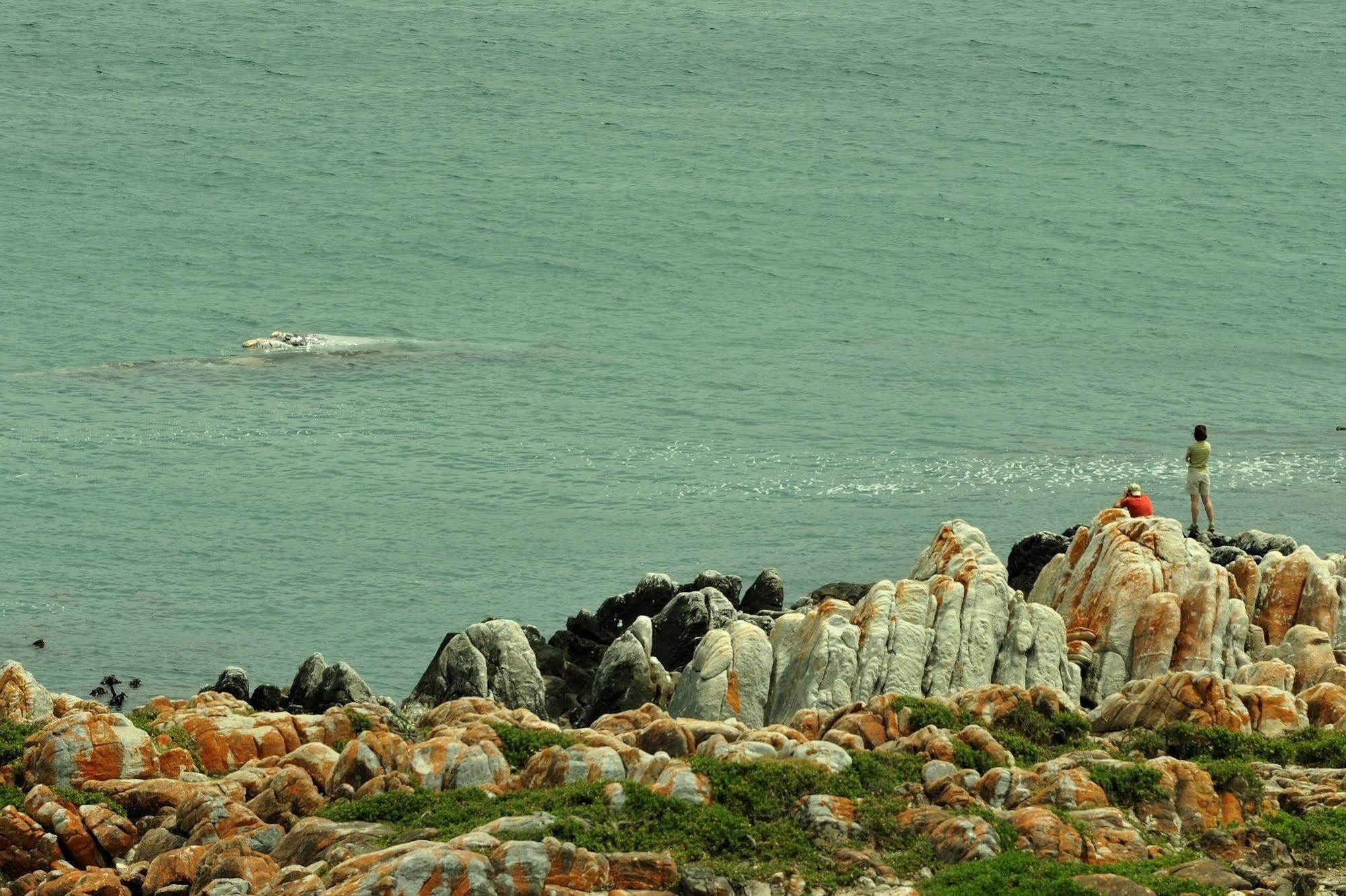 Whalesong Lodge Gansbaai Kültér fotó